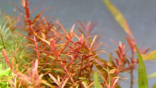 Thumbnail of post image 065